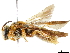  (Andrena mellea - CCDB-34953-B09)  @11 [ ] CreativeCommons - Attribution (2019) CBG Photography Group Centre for Biodiversity Genomics