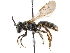  ( - CCDB-34953-B11)  @14 [ ] CreativeCommons - Attribution (2019) CBG Photography Group Centre for Biodiversity Genomics