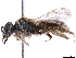  (Andrena personata - CCDB-34953-B12)  @14 [ ] CreativeCommons - Attribution (2019) CBG Photography Group Centre for Biodiversity Genomics