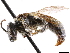  (Andrena vidalesi - CCDB-34953-C03)  @11 [ ] CreativeCommons - Attribution (2019) CBG Photography Group Centre for Biodiversity Genomics