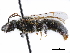  ( - CCDB-34953-C04)  @11 [ ] CreativeCommons - Attribution (2019) CBG Photography Group Centre for Biodiversity Genomics