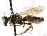  (Andrena ziziae - CCDB-34953-C07)  @14 [ ] CreativeCommons - Attribution (2019) CBG Photography Group Centre for Biodiversity Genomics