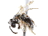  ( - CCDB-34953-C08)  @11 [ ] CreativeCommons - Attribution (2019) CBG Photography Group Centre for Biodiversity Genomics
