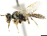  ( - CCDB-34953-D06)  @11 [ ] CreativeCommons - Attribution (2019) CBG Photography Group Centre for Biodiversity Genomics