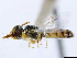  ( - CCDB-34953-D08)  @11 [ ] CreativeCommons - Attribution (2019) CBG Photography Group Centre for Biodiversity Genomics