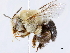  ( - CCDB-34953-E07)  @11 [ ] CreativeCommons - Attribution (2019) CBG Photography Group Centre for Biodiversity Genomics