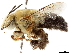  ( - CCDB-34953-E08)  @11 [ ] CreativeCommons - Attribution (2019) CBG Photography Group Centre for Biodiversity Genomics