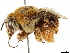  (Centris dentata - CCDB-34953-E09)  @11 [ ] CreativeCommons - Attribution (2019) CBG Photography Group Centre for Biodiversity Genomics