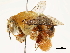  ( - CCDB-34953-E10)  @11 [ ] CreativeCommons - Attribution (2019) CBG Photography Group Centre for Biodiversity Genomics