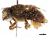  ( - CCDB-34953-E11)  @11 [ ] CreativeCommons - Attribution (2019) CBG Photography Group Centre for Biodiversity Genomics