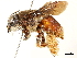  (Centris difformis - CCDB-34953-E12)  @11 [ ] CreativeCommons - Attribution (2019) CBG Photography Group Centre for Biodiversity Genomics