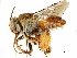  (Centris dichrootricha - CCDB-34953-F02)  @11 [ ] CreativeCommons - Attribution (2019) CBG Photography Group Centre for Biodiversity Genomics