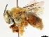  (Centris errans - CCDB-34953-F03)  @11 [ ] CreativeCommons - Attribution (2019) CBG Photography Group Centre for Biodiversity Genomics