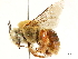  ( - CCDB-34953-F04)  @11 [ ] CreativeCommons - Attribution (2019) CBG Photography Group Centre for Biodiversity Genomics