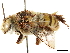  ( - CCDB-34953-F05)  @14 [ ] CreativeCommons - Attribution (2019) CBG Photography Group Centre for Biodiversity Genomics