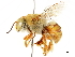 (Centris eisenii - CCDB-34953-F06)  @15 [ ] CreativeCommons - Attribution (2019) CBG Photography Group Centre for Biodiversity Genomics