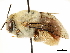  ( - CCDB-34953-F07)  @11 [ ] CreativeCommons - Attribution (2019) CBG Photography Group Centre for Biodiversity Genomics