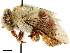  ( - CCDB-34953-F08)  @11 [ ] CreativeCommons - Attribution (2019) CBG Photography Group Centre for Biodiversity Genomics