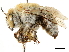  ( - CCDB-34953-F10)  @14 [ ] CreativeCommons - Attribution (2019) CBG Photography Group Centre for Biodiversity Genomics