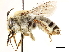  ( - CCDB-34953-G07)  @11 [ ] CreativeCommons - Attribution (2019) CBG Photography Group Centre for Biodiversity Genomics