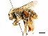  ( - CCDB-34953-H03)  @11 [ ] CreativeCommons - Attribution (2019) CBG Photography Group Centre for Biodiversity Genomics