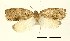  (Adoxophyes aniara - USNM ENT 00829109)  @13 [ ] Unspecified (default): All Rights Reserved  Unspecified Unspecified