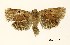  (Homona auriga - USNM ENT 00203683)  @14 [ ] Unspecified (default): All Rights Reserved  Unspecified Unspecified