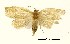  (Adoxophyes trirhabda - USNM ENT 00270803)  @14 [ ] Unspecified (default): All Rights Reserved  Unspecified Unspecified