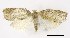  (Adoxophyes sp - USNM ENT 00829131)  @14 [ ] Unspecified (default): All Rights Reserved  Unspecified Unspecified