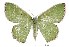  (Oenospila stellata - USNM ENT 00933730)  @14 [ ] Unspecified (default): All Rights Reserved  Unspecified Unspecified