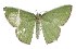  (Oenospila n.Sp.Nr.Rufinotata - USNM ENT 00933741)  @14 [ ] Unspecified (default): All Rights Reserved  Unspecified Unspecified