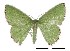  (Oenospila sp. AAD3332 - USNM ENT 00933740)  @14 [ ] Unspecified (default): All Rights Reserved  Unspecified Unspecified