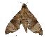 ( - USNM ENT 00196620)  @13 [ ] Unspecified (default): All Rights Reserved  Unspecified Unspecified