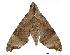  ( - USNM ENT 00196621)  @13 [ ] Unspecified (default): All Rights Reserved  Unspecified Unspecified