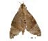  ( - USNM ENT 00196622)  @13 [ ] Unspecified (default): All Rights Reserved  Unspecified Unspecified
