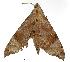  ( - USNM ENT 00196624)  @13 [ ] Unspecified (default): All Rights Reserved  Unspecified Unspecified