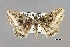  ( - USNM ENT 00722033a)  @11 [ ] Unspecified (default): All Rights Reserved  Unspecified Unspecified