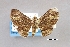  (Symmimetis merceri - USNM ENT 01069867)  @11 [ ] Unspecified (default): All Rights Reserved  Unspecified Unspecified