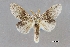  (Stauropus alternus - USNM ENT 01069895)  @11 [ ] Unspecified (default): All Rights Reserved  Unspecified Unspecified