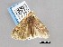  (Pseudoscrancia - USNM ENT 01069897)  @11 [ ] Unspecified (default): All Rights Reserved  Unspecified Unspecified