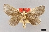  (Vipsania unicolor - USNM ENT 01373520)  @11 [ ] Unspecified (default): All Rights Reserved  Unspecified Unspecified