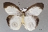  (Taenaris catops rosseliana - USNM ENT 01848954)  @11 [ ] Unspecified (default): All Rights Reserved  Unspecified Unspecified
