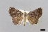  ( - USNM ENT 01918019)  @11 [ ] Unspecified (default): All Rights Reserved  Unspecified Unspecified