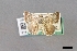  (Amyna sp - USNM ENT 01918021)  @11 [ ] Unspecified (default): All Rights Reserved  Unspecified Unspecified