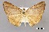  (Molybdophora alcimusata - USNM ENT 01918035)  @11 [ ] Unspecified (default): All Rights Reserved  Unspecified Unspecified