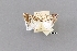  ( - USNM ENT 01918038)  @11 [ ] Unspecified (default): All Rights Reserved  Unspecified Unspecified