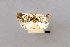  ( - USNM ENT 01918039)  @11 [ ] Unspecified (default): All Rights Reserved  Unspecified Unspecified
