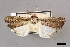  (Leucania irregularis - USNM ENT 01918065)  @11 [ ] Unspecified (default): All Rights Reserved  Unspecified Unspecified
