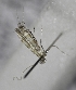  (Spulerina sp. 2 - USNM ENT 00270724)  @12 [ ] CreativeCommons - Attribution Non-Commercial Share-Alike (2014) Ondrej Kaman National Museum of Natural History, Smithsonian Institution