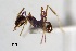 ( - ANT17)  @11 [ ] CreativeCommons  Attribution Non-Commercial Share-Alike (2010) Martin Pfeiffer University of Bayreuth, Germany